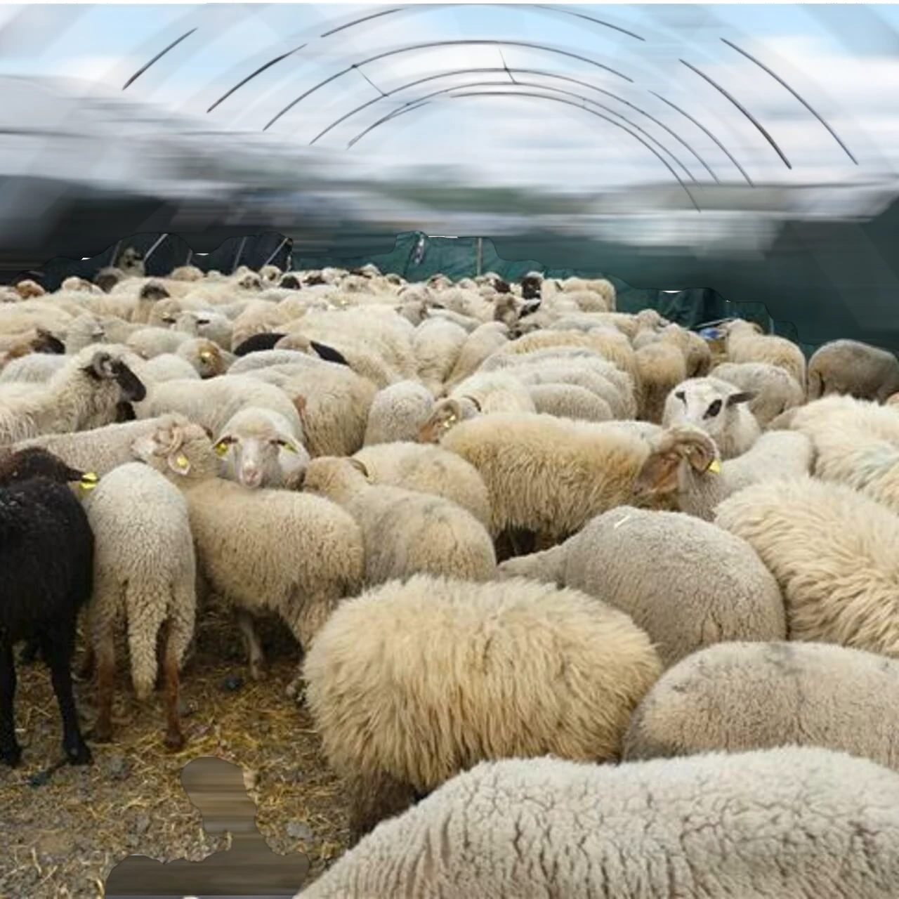 Kurban Bayramı'nda dikkat edilmesi gereken yeni kurban kesimi tedbirleri duyuruldu: Sağlık Bakanlığı hijyen kurallarını hatırlatıyor!