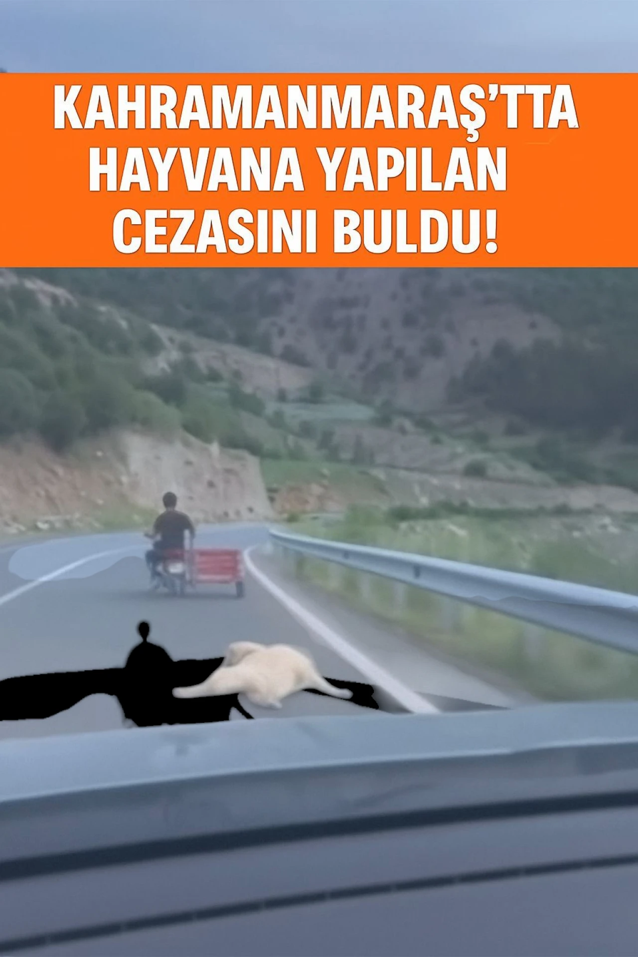 Hayvan Hakları Yasası kapsamında, hayvana yapılan zulme ağır ceza geliyor!