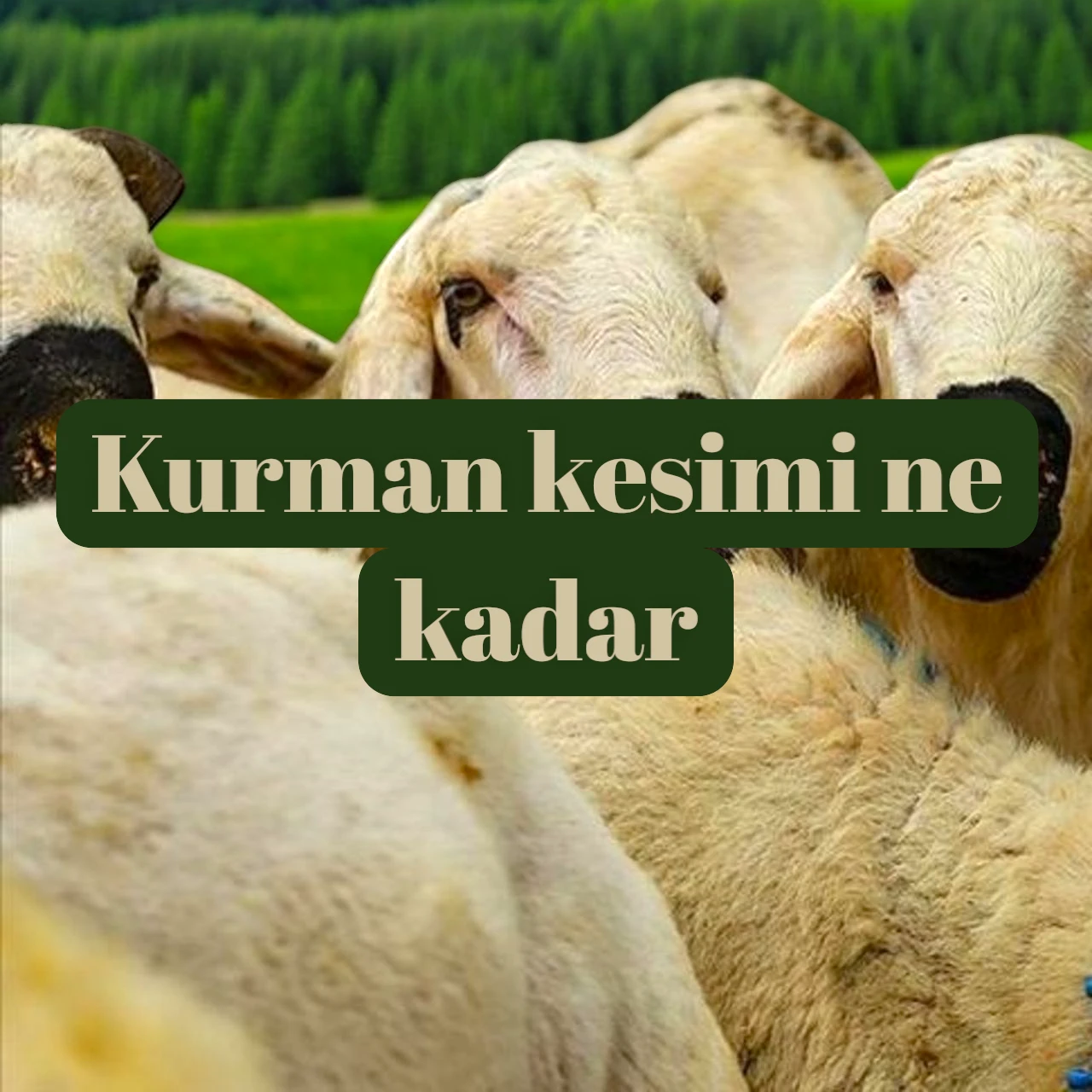 2025 yılında vekalet yoluyla kurban kesim ücreti belirlendi! Diyanet İşleri ve Türk Kızılayı işbirliğiyle yapılan açıklamaya göre rakam belli oldu.