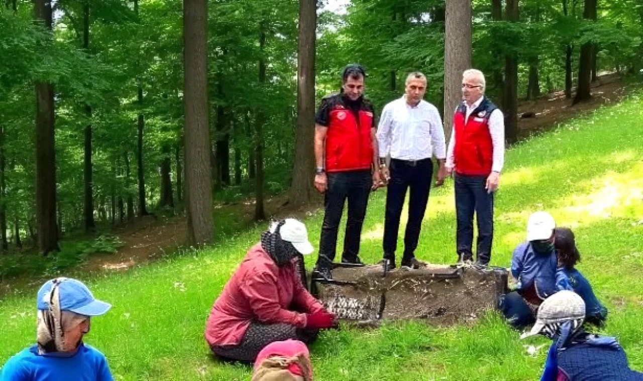 Kahramanmaraş'ta Sarımsak Hasadı Başladı: Kalitesiyle Haber