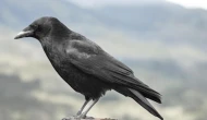Kargaların Beslenme Alışkanlıkları ve Besin Tercihleri İncelendi!