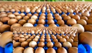 Yumurta Üreticilerinden Kaliteli Ürünler ve Rekabetçi Fiyatlar Açıklandı!