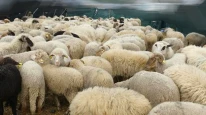 Kurban Bayramı'nda dikkat edilmesi gereken yeni kurban kesimi tedbirleri duyuruldu: Sağlık Bakanlığı hijyen kurallarını hatırlatıyor!