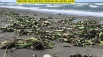 Asi Nehri'nde telef olan balıklar, Akdeniz kıyılarına vurdu.