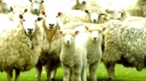 Yaklaşan Kurban Bayramı için geri sayım başladı! Bayrama sadece birkaç gün kaldı, hazırlıklarınızı tamamlayın.
