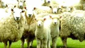 Yaklaşan Kurban Bayramı için geri sayım başladı! Bayrama sadece birkaç gün kaldı, hazırlıklarınızı tamamlayın.