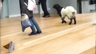 Bayram tatilinde şaşırtıcı bir olay! Otogara dalan kararlı keçi, paraları alıp kaçtı.
