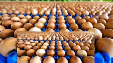 Yumurta Üreticilerinden Kaliteli Ürünler ve Rekabetçi Fiyatlar Açıklandı!