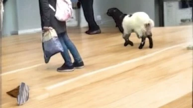 Bayram tatilinde şaşırtıcı bir olay! Otogara dalan kararlı keçi, paraları alıp kaçtı.
