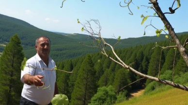 Tokat'ta bulunan bağlardan bir ton yaprak çalındı: Köylüler çalınan yaprakların peşine düştü