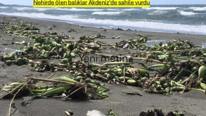 Asi Nehri'nde telef olan balıklar, Akdeniz kıyılarına vurdu.