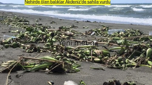 Asi Nehri'nde telef olan balıklar, Akdeniz kıyılarına vurdu.