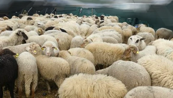 Kurban Bayramı'nda dikkat edilmesi gereken yeni kurban kesimi tedbirleri duyuruldu: Sağlık Bakanlığı hijyen kurallarını hatırlatıyor!