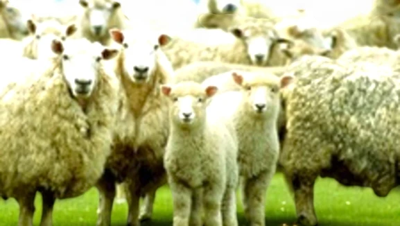 Yaklaşan Kurban Bayramı için geri sayım başladı! Bayrama sadece birkaç gün kaldı, hazırlıklarınızı tamamlayın.