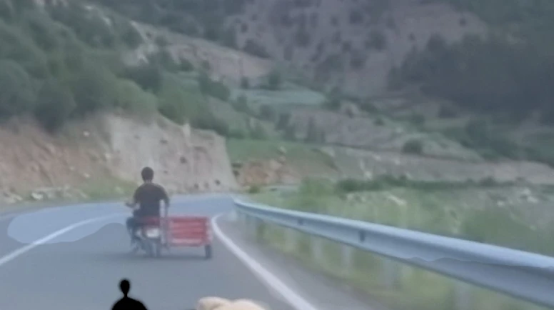 Hayvan Hakları Yasası kapsamında, hayvana yapılan zulme ağır ceza geliyor!